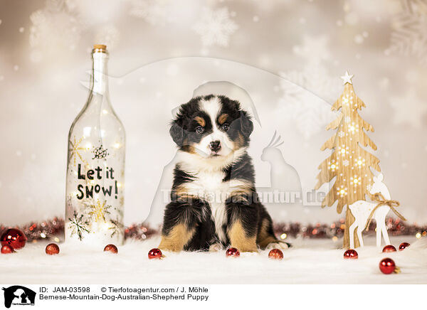 Berner-Sennenhund-Australian-Shepherd Welpe / Bernese-Mountain-Dog-Australian-Shepherd Puppy / JAM-03598