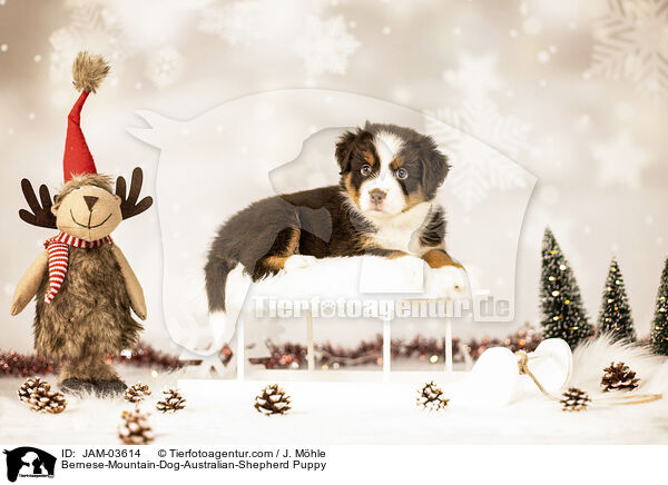 Berner-Sennenhund-Australian-Shepherd Welpe / Bernese-Mountain-Dog-Australian-Shepherd Puppy / JAM-03614