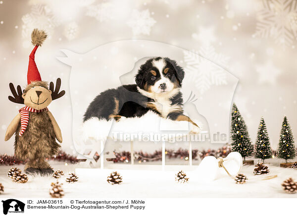 Berner-Sennenhund-Australian-Shepherd Welpe / Bernese-Mountain-Dog-Australian-Shepherd Puppy / JAM-03615
