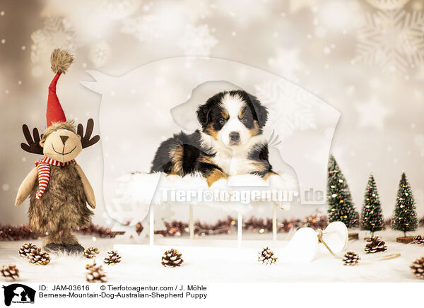 Berner-Sennenhund-Australian-Shepherd Welpe / Bernese-Mountain-Dog-Australian-Shepherd Puppy / JAM-03616