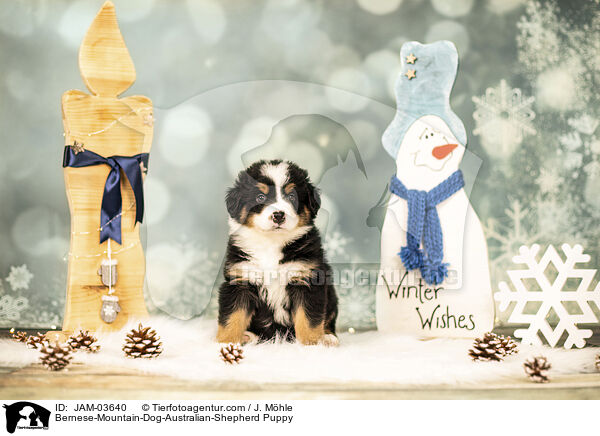 Berner-Sennenhund-Australian-Shepherd Welpe / Bernese-Mountain-Dog-Australian-Shepherd Puppy / JAM-03640