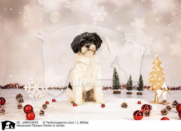 Havaneser-Tibet-Terrier im Studio / Havanese-Tibetan-Terrier in studio / JAM-03645