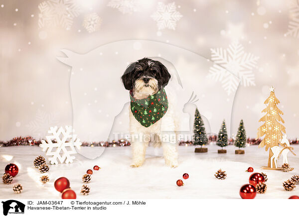 Havaneser-Tibet-Terrier im Studio / Havanese-Tibetan-Terrier in studio / JAM-03647