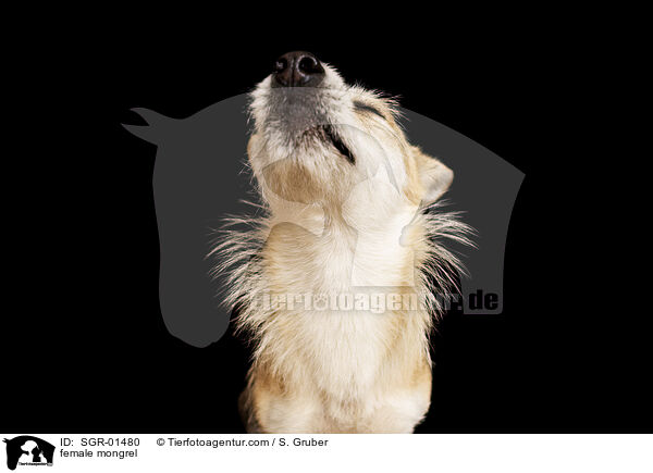 Mischling Hndin / female mongrel / SGR-01480