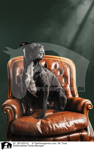 Staffordshire-Terrier-Mischling / Staffordshire-Terrier-Mongrel / MT-02018