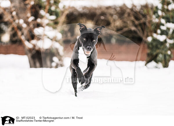Staffordshire-Terrier-Mischling / Staffordshire-Terrier-Mongrel / MT-02023