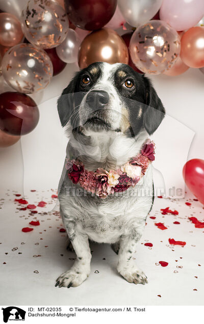 Dackel-Mischling / Dachshund-Mongrel / MT-02035
