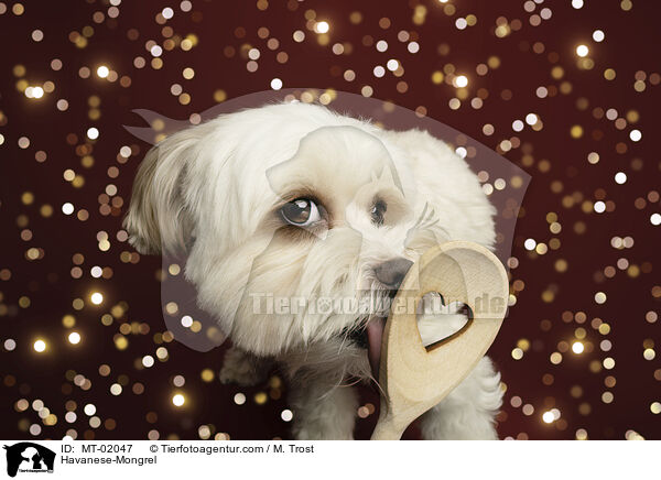 Havaneser-Mischling / Havanese-Mongrel / MT-02047