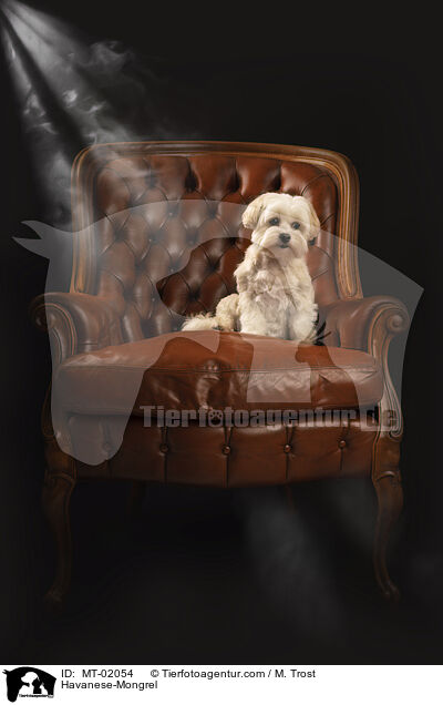 Havaneser-Mischling / Havanese-Mongrel / MT-02054