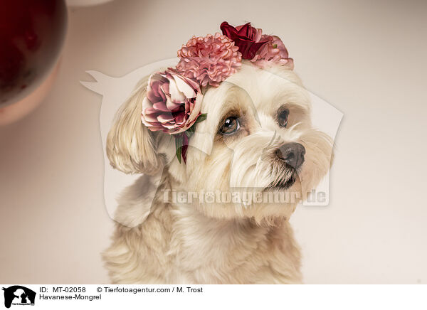 Havanese-Mongrel / MT-02058