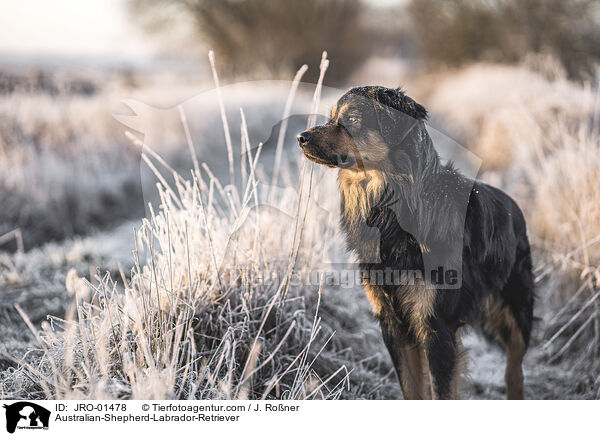 Australian-Shepherd-Labrador-Retriever / Australian-Shepherd-Labrador-Retriever / JRO-01478