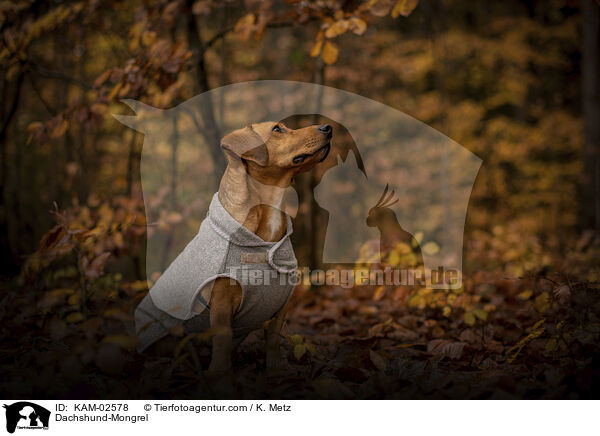 Dackel-Mischling / Dachshund-Mongrel / KAM-02578