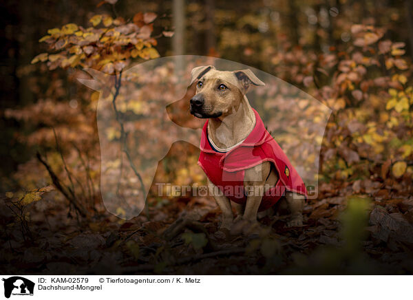 Dackel-Mischling / Dachshund-Mongrel / KAM-02579