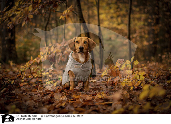 Dackel-Mischling / Dachshund-Mongrel / KAM-02580