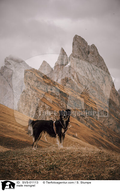 Mischling Rde / male mongrel / SVS-01113