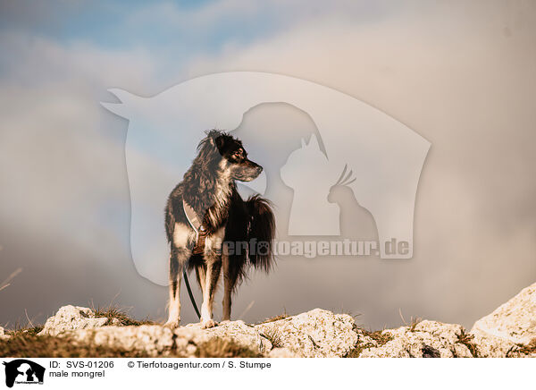 Mischling Rde / male mongrel / SVS-01206