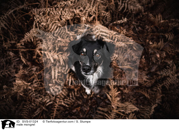 Mischling Rde / male mongrel / SVS-01324