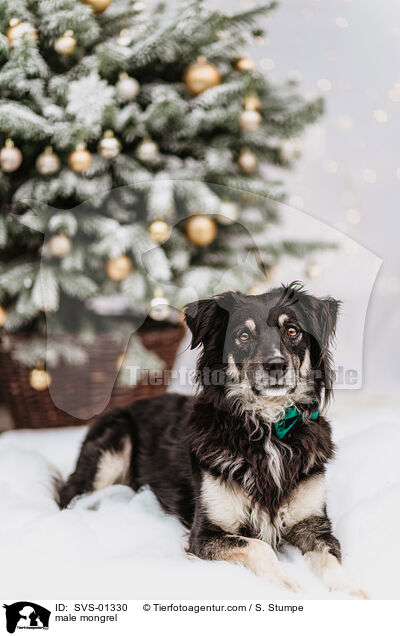 Mischling Rde / male mongrel / SVS-01330