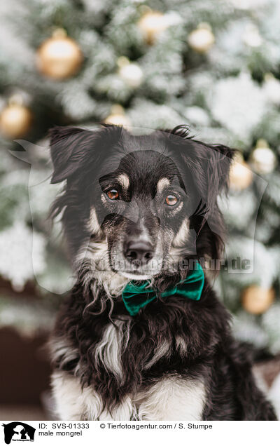 Mischling Rde / male mongrel / SVS-01333