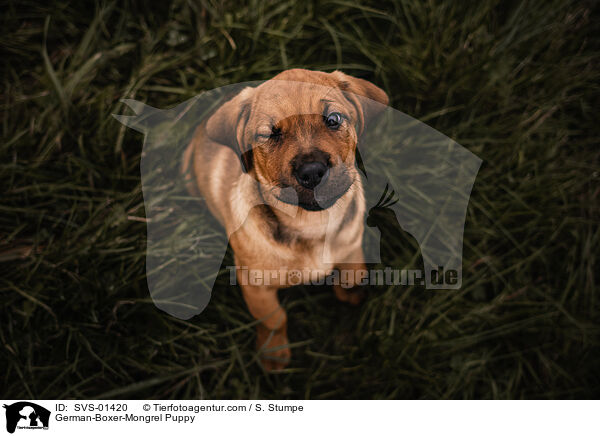 Deutscher-Boxer-Mischling Welpe / German-Boxer-Mongrel Puppy / SVS-01420