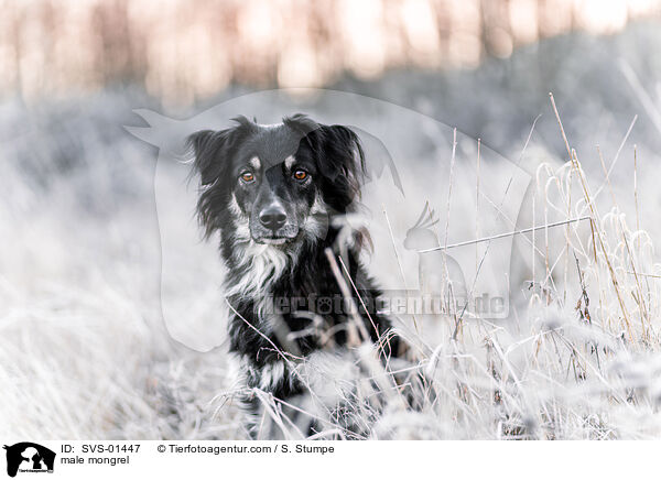 Mischling Rde / male mongrel / SVS-01447
