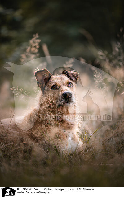 Podenco-Mischling Rde / male Podenco-Mongrel / SVS-01543