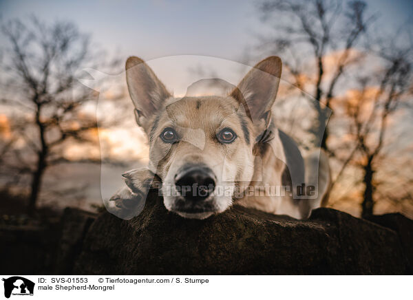 Schferhund-Mischling Rde / male Shepherd-Mongrel / SVS-01553