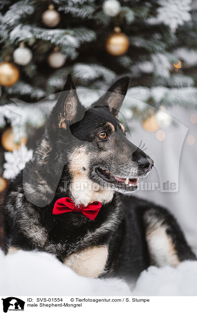 Schferhund-Mischling Rde / male Shepherd-Mongrel / SVS-01554