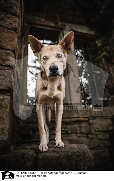 Schferhund-Mischling Rde / male Shepherd-Mongrel / SVS-01556