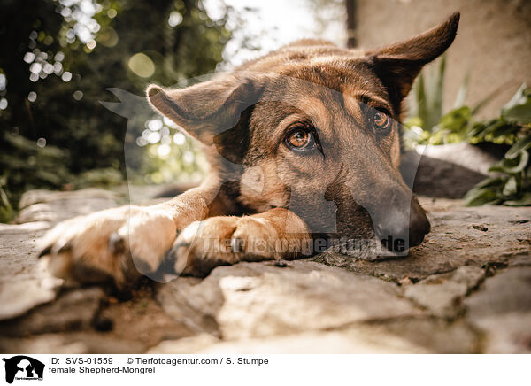 Schferhund-Mischling Hndin / female Shepherd-Mongrel / SVS-01559