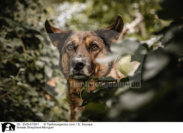 Schferhund-Mischling Hndin / female Shepherd-Mongrel / SVS-01561