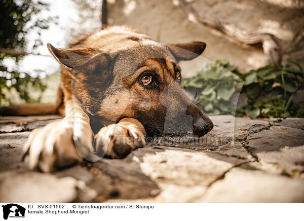 Schferhund-Mischling Hndin / female Shepherd-Mongrel / SVS-01562