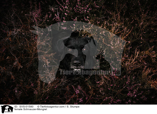Schnauzer-Mischling Hndin / female Schnauzer-Mongrel / SVS-01580