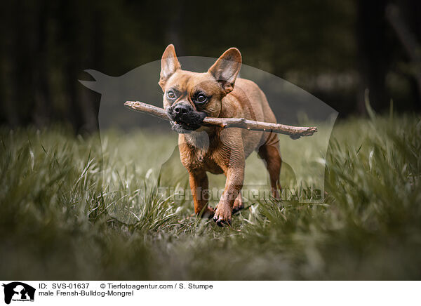 Franzsiche-Bulldogge-Mischling Rde / male Frensh-Bulldog-Mongrel / SVS-01637