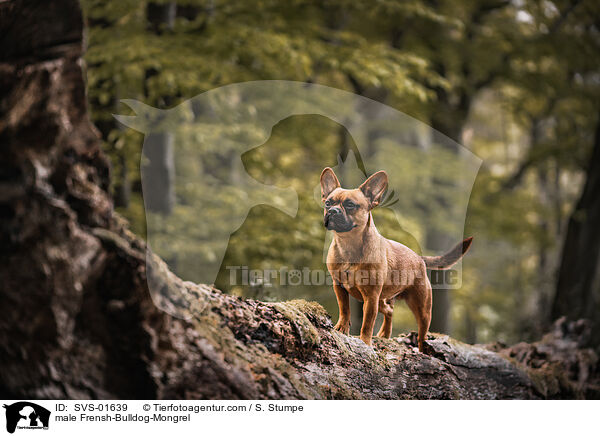 Franzsiche-Bulldogge-Mischling Rde / male Frensh-Bulldog-Mongrel / SVS-01639