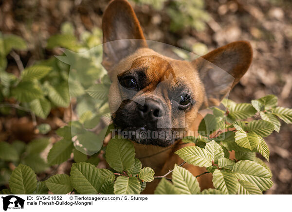 Franzsiche-Bulldogge-Mischling Rde / male Frensh-Bulldog-Mongrel / SVS-01652