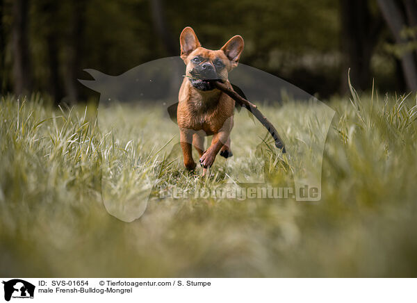 Franzsiche-Bulldogge-Mischling Rde / male Frensh-Bulldog-Mongrel / SVS-01654