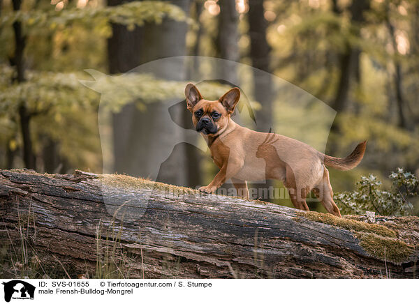 Franzsiche-Bulldogge-Mischling Rde / male Frensh-Bulldog-Mongrel / SVS-01655