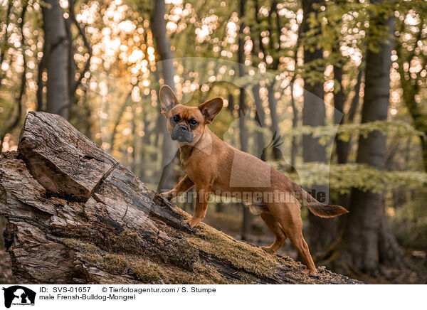 Franzsiche-Bulldogge-Mischling Rde / male Frensh-Bulldog-Mongrel / SVS-01657