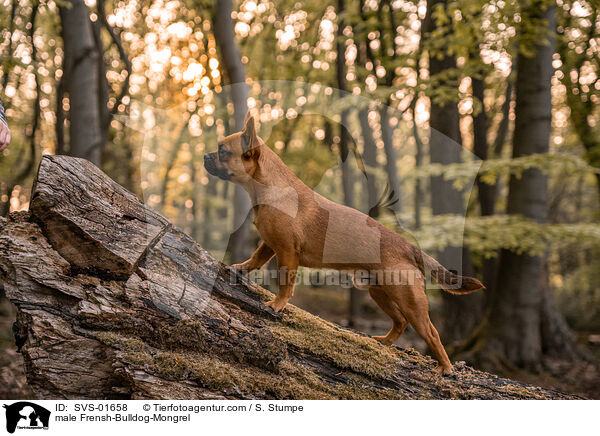 Franzsiche-Bulldogge-Mischling Rde / male Frensh-Bulldog-Mongrel / SVS-01658