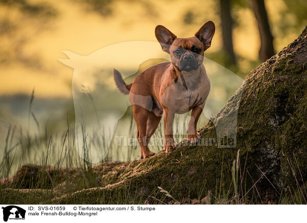 Franzsiche-Bulldogge-Mischling Rde / male Frensh-Bulldog-Mongrel / SVS-01659