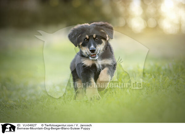 Berner-Sennenhund-Weier-Schweizer-Schferhund Welpe / Bernese-Mountain-Dog-Berger-Blanc-Suisse Puppy / VJ-04827