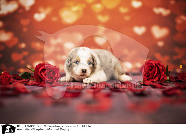 Australian-Shepherd-Mongrel Puppy / JAM-03889