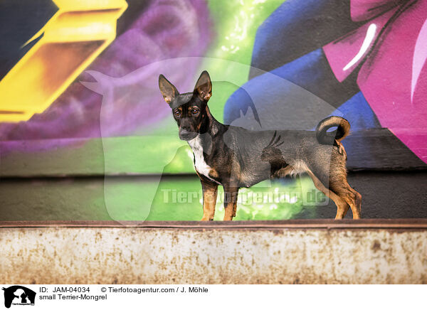 kleiner Terrier-Mischling / small Terrier-Mongrel / JAM-04034
