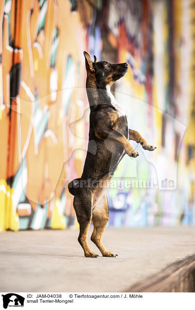 kleiner Terrier-Mischling / small Terrier-Mongrel / JAM-04038