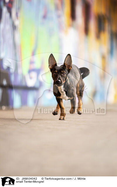 kleiner Terrier-Mischling / small Terrier-Mongrel / JAM-04042