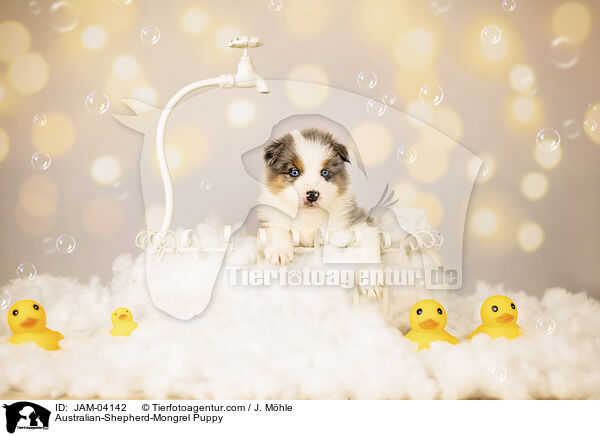 Australian-Shepherd-Mischling Welpe / Australian-Shepherd-Mongrel Puppy / JAM-04142