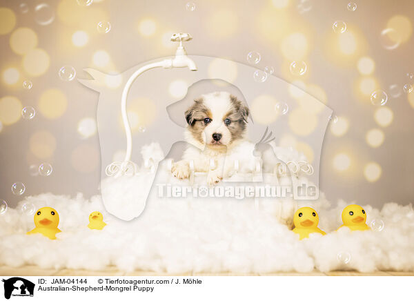 Australian-Shepherd-Mischling Welpe / Australian-Shepherd-Mongrel Puppy / JAM-04144