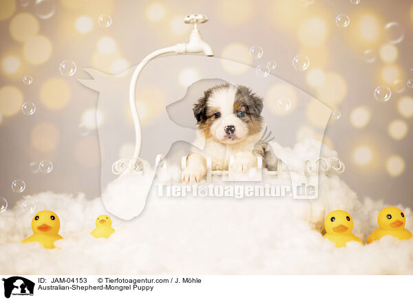 Australian-Shepherd-Mischling Welpe / Australian-Shepherd-Mongrel Puppy / JAM-04153