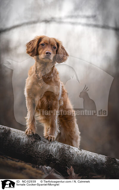 Cocker-Spaniel-Mischling Hndin / female Cocker-Spaniel-Mongrel / NC-02939